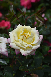 Music Box Rose (Rosa 'BAIbox') at Lakeshore Garden Centres
