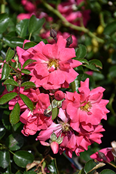 Flower Carpet Pink Supreme Rose (Rosa 'Flower Carpet Pink Supreme') at Green Thumb Garden Centre