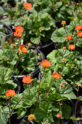 Koi Avens (Geum coccineum 'Koi') at Peter Knippel Garden Centre
