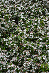 Ground Hug Aronia (Aronia melanocarpa 'UCONNAM012') at Lakeshore Garden Centres