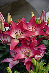 Lily Looks Tiny Diamond Lily (Lilium 'Tiny Diamond') at Peter Knippel Garden Centre