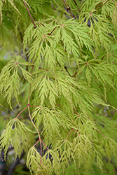 Wabi Sabi Maple (Acer 'Wabi Sabi') at Lakeshore Garden Centres