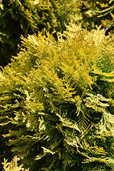 Autumn Moon Arborvitae (Thuja occidentalis 'Autumn Moon') at Lakeshore Garden Centres