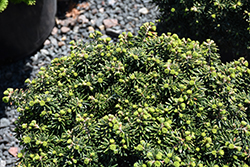 Cis Dwarf Korean Fir (Abies koreana 'Cis') at Lakeshore Garden Centres