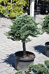 Blue Rug Juniper (tree form) (Juniperus horizontalis 'Wiltonii (tree form)') at Lakeshore Garden Centres
