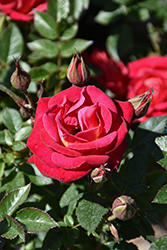 Be My Baby Rose (Rosa 'Be My Baby') at Lakeshore Garden Centres