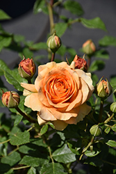 Golden Opportunity Rose (Rosa 'WEKausujucton') at Lakeshore Garden Centres