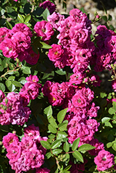 Oso Easy Peasy Rose (Rosa 'Oso Easy Peasy') at Green Thumb Garden Centre