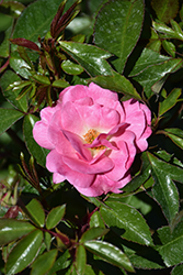 Pinktopia Rose (Rosa 'Balmas') at Lakeshore Garden Centres