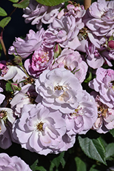 Rise Up Lilac Days Rose (Rosa 'ChewLilacdays') at Lakeshore Garden Centres