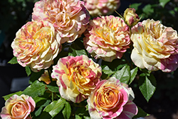 Pop Art Rose (Rosa 'Pop Art') at Lakeshore Garden Centres