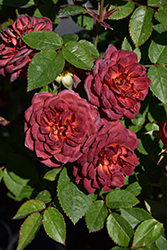 Midnight Fire Rose (Rosa 'WEKboulette') at Lakeshore Garden Centres
