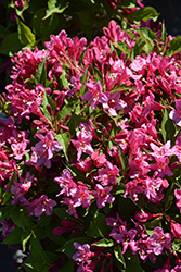 Sonic Bloom Pink Reblooming Weigela (Weigela florida 'Bokrasopin') at Peter Knippel Garden Centre
