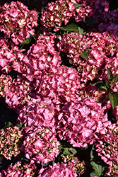 Seaside Serenade Hamptons Hydrangea (Hydrangea macrophylla 'HORTHAMP') at Lakeshore Garden Centres