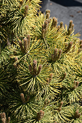 Winter Sun Mugo Pine (Pinus mugo 'Wintersonne') at Lakeshore Garden Centres