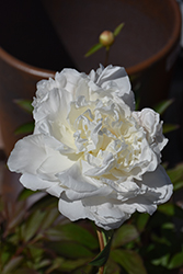 Mother's Choice Peony (Paeonia 'Mother's Choice') at Lakeshore Garden Centres