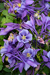 Earlybird Purple and Blue Columbine (Aquilegia 'PAS1258487') at Peter Knippel Garden Centre