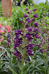 Pristine Nightshade Beardtongue (Penstemon barbatus 'Pristine Nightshade') at Lakeshore Garden Centres