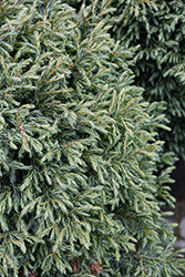 Boulevard Falsecypress (Chamaecyparis pisifera 'Boulevard') at Lakeshore Garden Centres