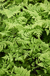 Common Oak Fern (Gymnocarpium dryopteris) at Lakeshore Garden Centres