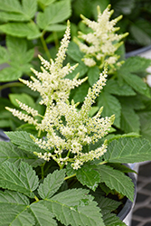 Sparkles Goatsbeard (Aruncus 'Sparkles') at Lakeshore Garden Centres