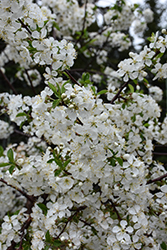 Juliet Cherry (Prunus 'Juliet') at Peter Knippel Garden Centre