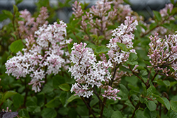 Pearl Potion Lilac (Syringa meyeri 'JDB123WHITEHOUSE') at Green Thumb Garden Centre