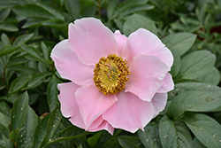 Salmon Chiffon Peony (Paeonia 'Salmon Chiffon') at Lakeshore Garden Centres