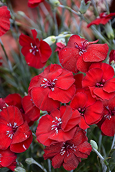 American Pie Cherry Pie Pinks (Dianthus 'Wp18 Pie165') at Lakeshore Garden Centres