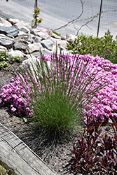 Elijah Blue Fescue (Festuca glauca 'Elijah Blue') at Green Thumb Garden Centre