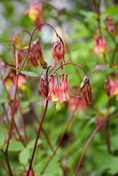 Wild Red Columbine (Aquilegia canadensis) at Peter Knippel Garden Centre