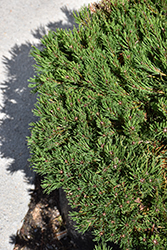 Pest Mugo Pine (Pinus mugo 'INDom2') at Lakeshore Garden Centres