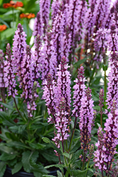 Spring King Mini Rose Meadow Sage (Salvia nemorosa 'Spring King Mini Rose') at Lakeshore Garden Centres