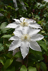 Gillian Blades Clematis (Clematis 'Gillian Blades') at Peter Knippel Garden Centre