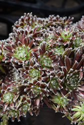 Chick Charms Cosmic Candy Hens And Chicks (Sempervivum 'Cosmic Candy') at Peter Knippel Garden Centre