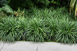 Evergreen Giant Lily Turf (Liriope muscari 'Evergreen Giant') at Lakeshore Garden Centres