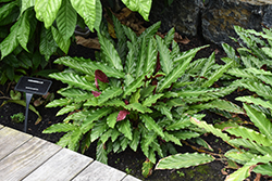 Color Full Rufibarba Furry Feather Calathea (Calathea rufibarba) at Golden Acre Home & Garden