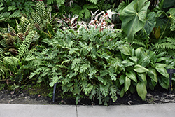 Xanadu Philodendron (Philodendron 'Winterbourn') at Lakeshore Garden Centres