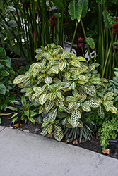 White-veined Sanchezia (Sanchezia speciosa) at Lakeshore Garden Centres