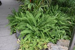 Kimberley Queen Australian Sword Fern (Nephrolepis obliterata 'Kimberley Queen') at Lakeshore Garden Centres