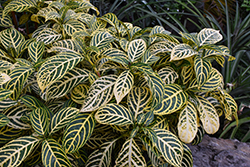White-veined Sanchezia (Sanchezia speciosa) at Lakeshore Garden Centres