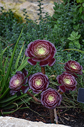 Velour Aeonium (Aeonium 'Velour') at Lakeshore Garden Centres