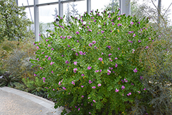 Grandiflora Sweet Pea Shrub (Polygala myrtifolia 'Grandiflora') at Lakeshore Garden Centres