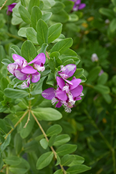 Grandiflora Sweet Pea Shrub (Polygala myrtifolia 'Grandiflora') at Lakeshore Garden Centres