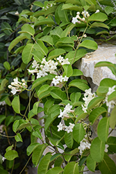 Madagascar Jasmine (Stephanotis floribunda) at Lakeshore Garden Centres
