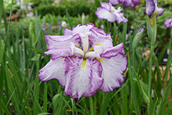 Dinner Plate Tiramisu Japanese Iris (Iris ensata 'Tiramisu') at Green Thumb Garden Centre
