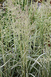 Lightning Strike Variegated Reed Grass (Calamagrostis x acutiflora 'Lightning Strike') at Peter Knippel Garden Centre