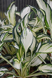 Fireworks Hosta (Hosta 'Fireworks') at Lakeshore Garden Centres