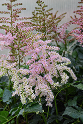 Razzle Dazzle Astilbe (Astilbe x arendsii 'Razzle Dazzle') at Lakeshore Garden Centres