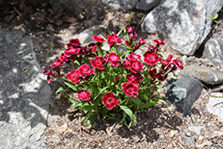 Beauties Olivia Cherry Pinks (Dianthus 'Hilbeaolcher') at Lakeshore Garden Centres